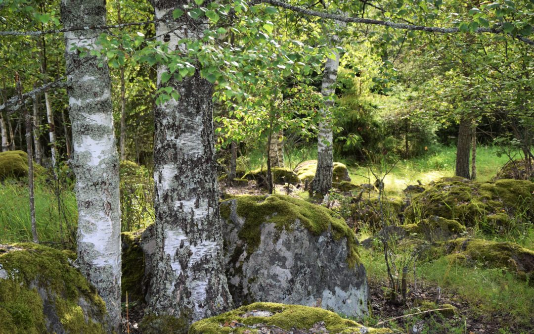Ennakkotieto MINDFULNESS-päivästä 9.6.2018