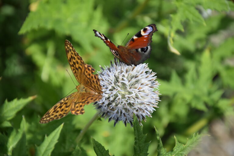 Rakkauden kipu ei katso vuodenaikaa