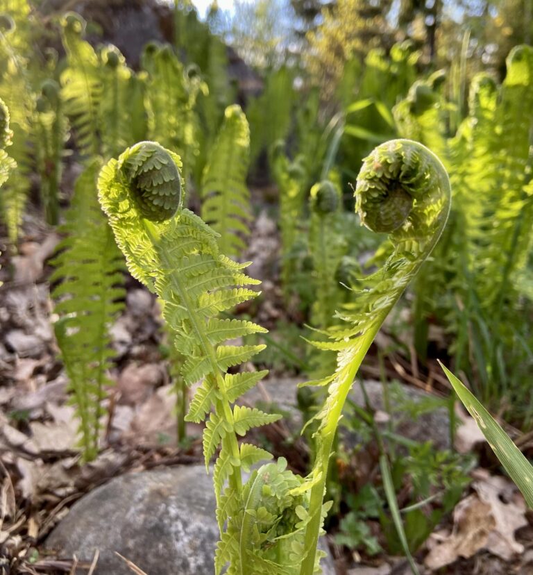 Ajatuksia parisuhteen akuuttiin kriisitilanteeseen
