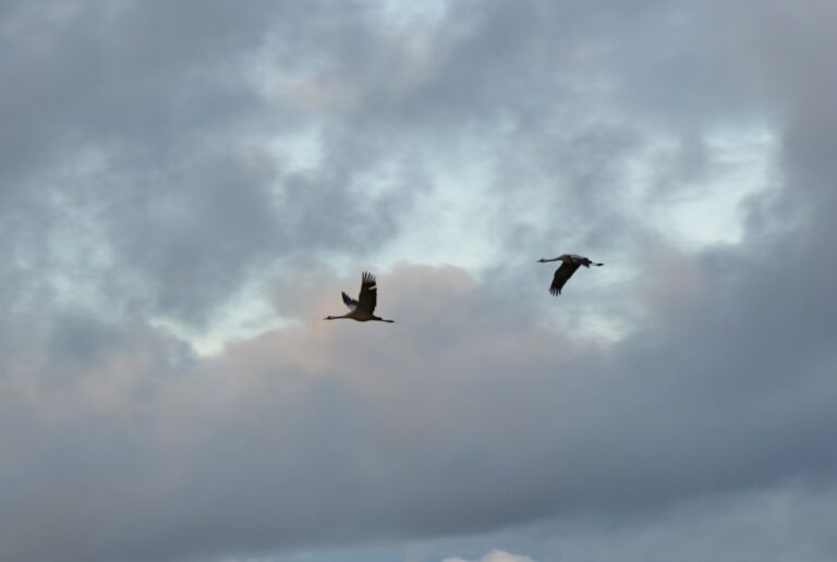 Vakauttava pari- ja perheterapia sekä vakauttava konsultaatio
